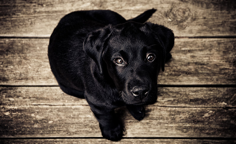 black-puppy.jpg